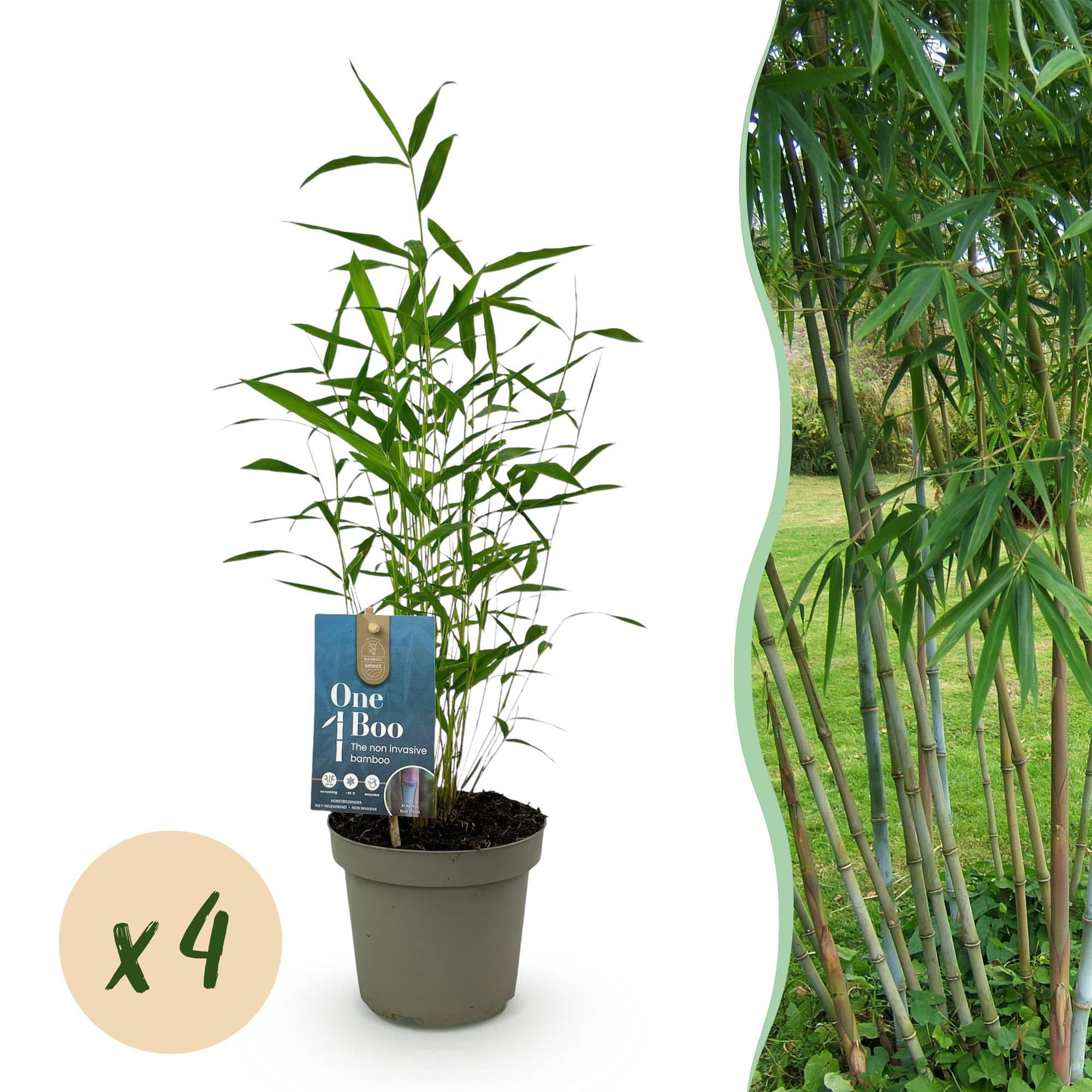Bamboe - Fargesia Blue Dragon - Groen - 4 Planten - Bladhoudend - Niet Woekerend- Pot 14cm Hoogte 35cm