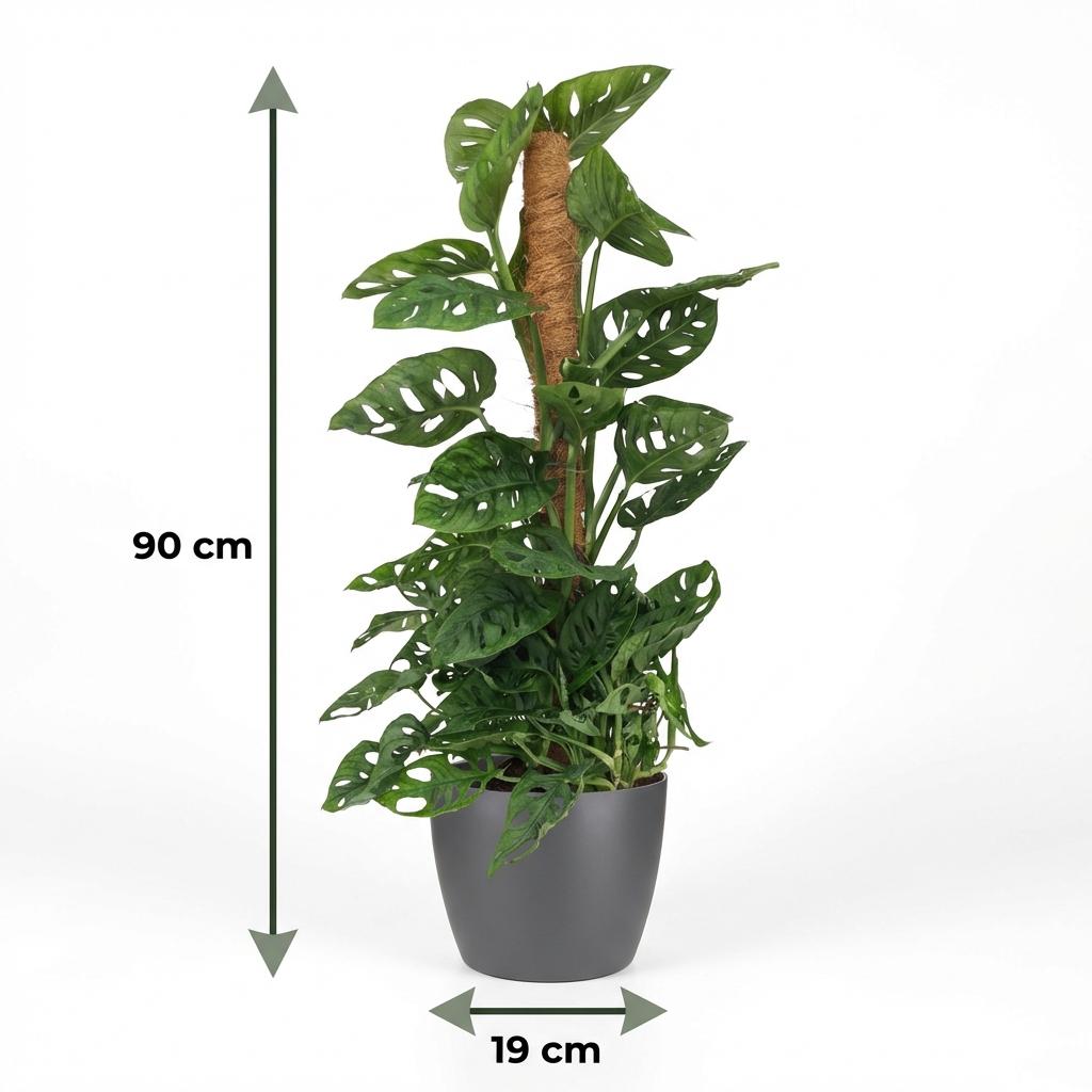 Kamerplant - Monkey Mask - Monstera Andansonii Mosstok - Groen - Weinig onderhoud - 1 Plant - met Potter Grijs - Pot 19cm - Hoogte 90cm