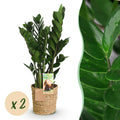 Green is... Kamerplanten - Zamioculcas - ZZ-plant - Weinig onderhoud - met mand - Groen - 2 Planten - Pot 17cm - Hoogte 65-75cm