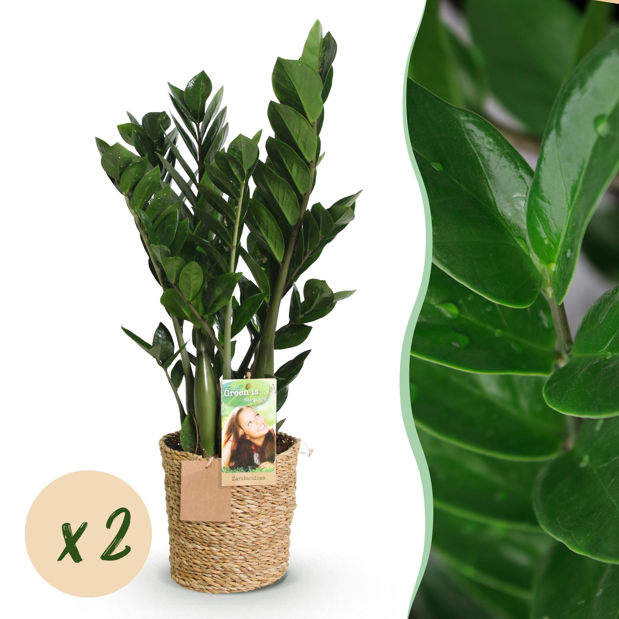 Green is... Kamerplanten - Zamioculcas - ZZ-plant - Weinig onderhoud - met mand - Groen - 2 Planten - Pot 17cm - Hoogte 65-75cm