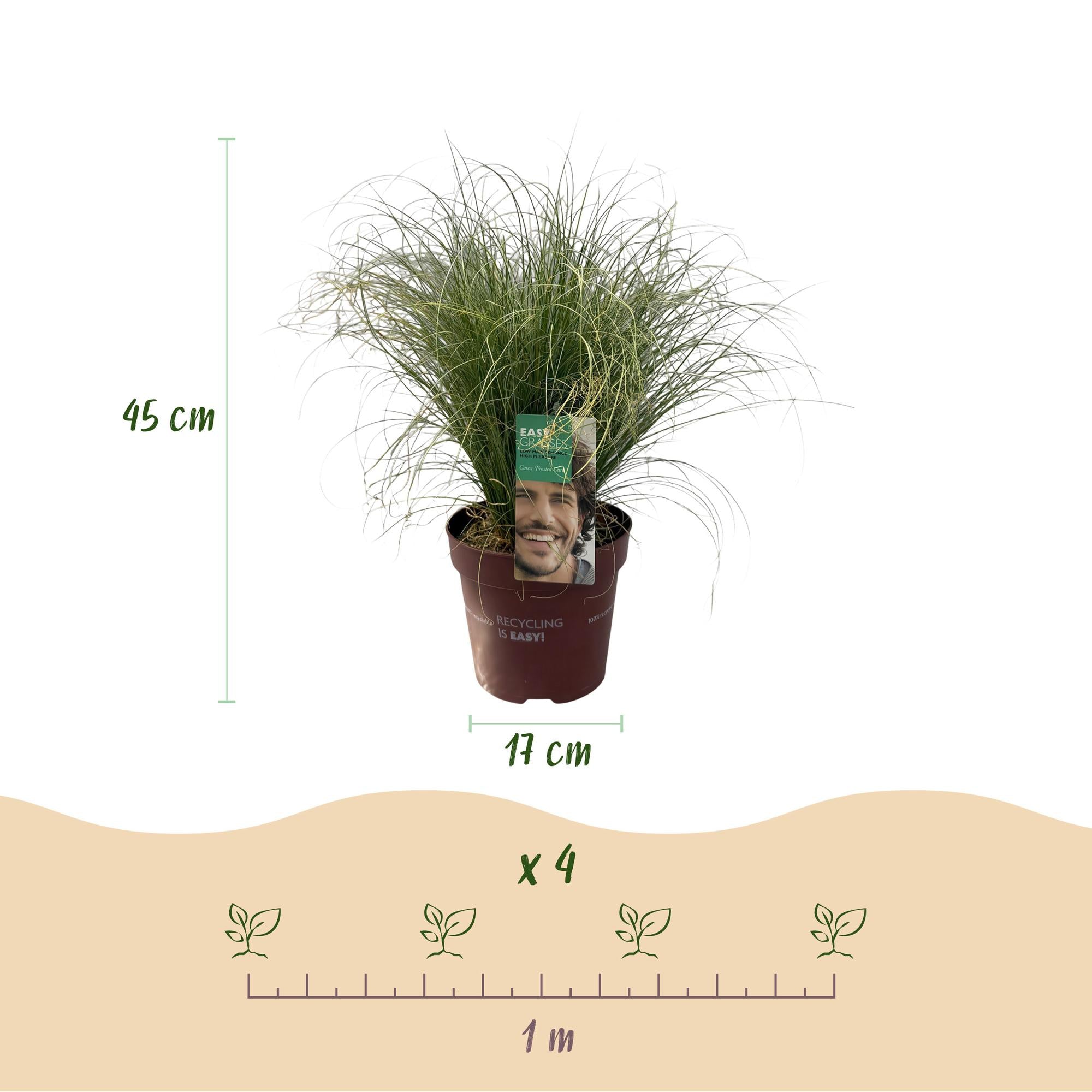 Siergrassen - Carex comans Frosted Curls - Groen - 2 Planten - Bladhoudend - Weinig Onderhoud - Pot 17cm Hoogte 50cm