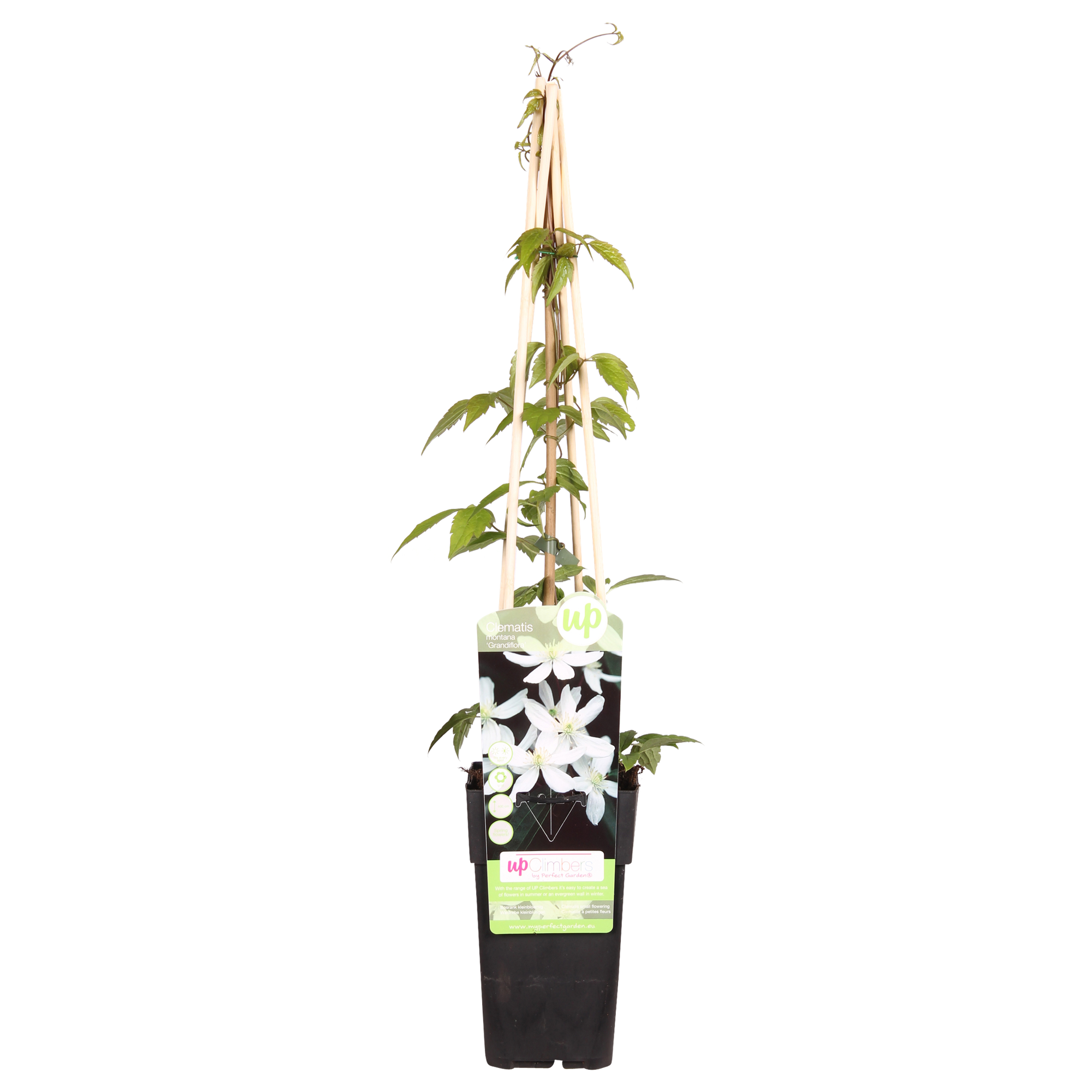 Clematis Montana 'Grandiflora' - ↨65cm - Ø15