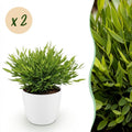 Kamerplant - Bamusa Pogonatherum Monica - Bamboegras - Huisdiervriendelijke Plant - Groen - 2 Planten - met Potter Wit - Pot 12cm - Hoogte 20cm