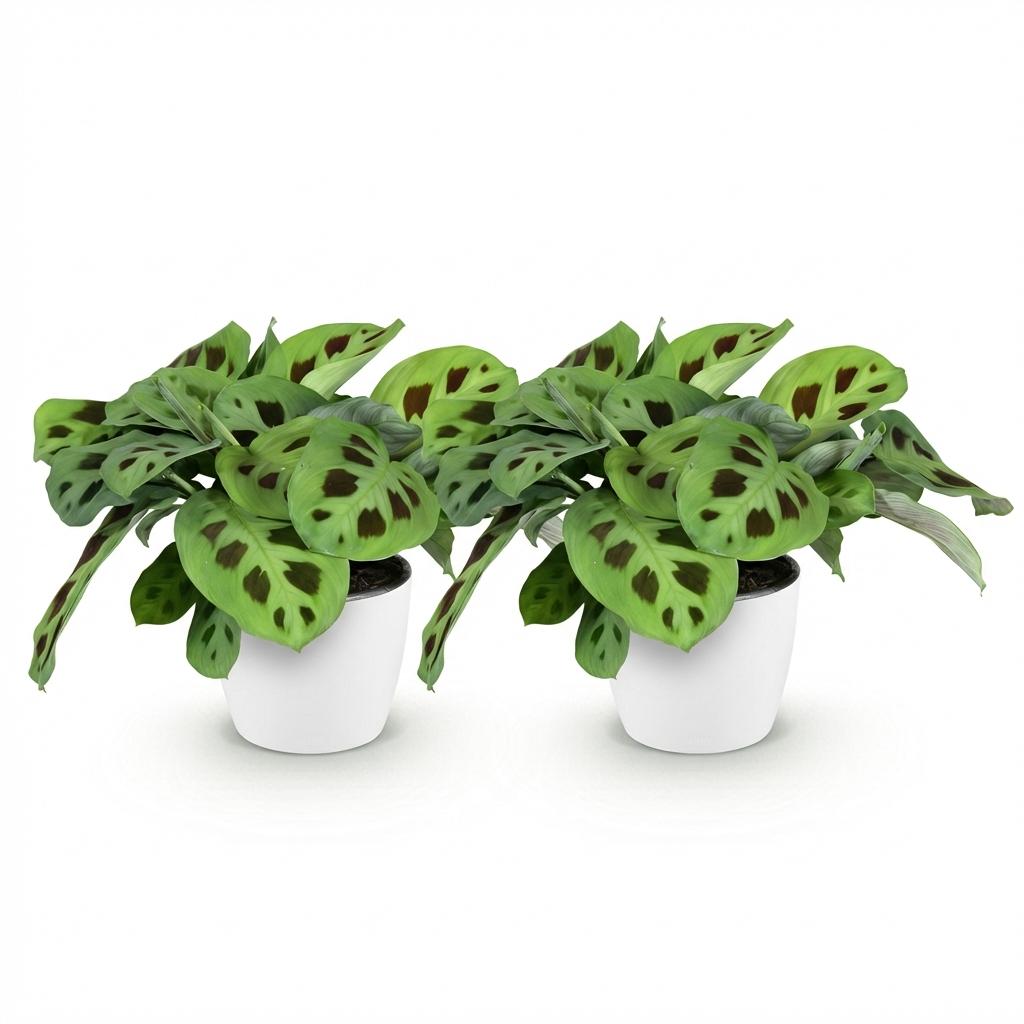 Kamerplant - Maranta Fascinator Kerchoveana - Zebraplant - Huisdiervriendelijke Plant - Groen - 2 Planten - met Potter Wit - Pot 12cm - Hoogte 25cm