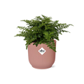 Asplenium Parvati in ELHO Vibes Fold 14cm roze