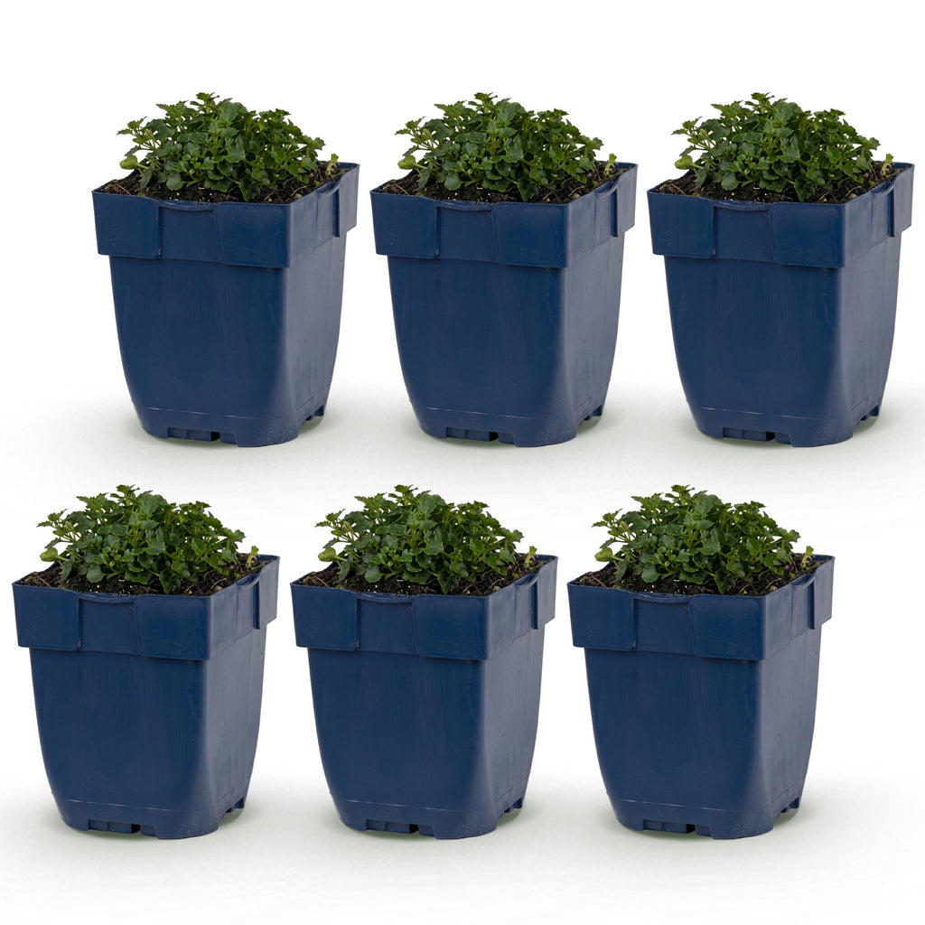 Vasteplant - Campanula portenschlagiana - Perzikbladklokje - Bodembedekkend - Roze - 6 Planten - Pot 11cm - Hoogte 15-25cm