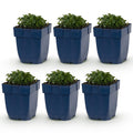 Vasteplant - Campanula portenschlagiana - Perzikbladklokje - Bodembedekkend - Roze - 6 Planten - Pot 11cm - Hoogte 15-25cm
