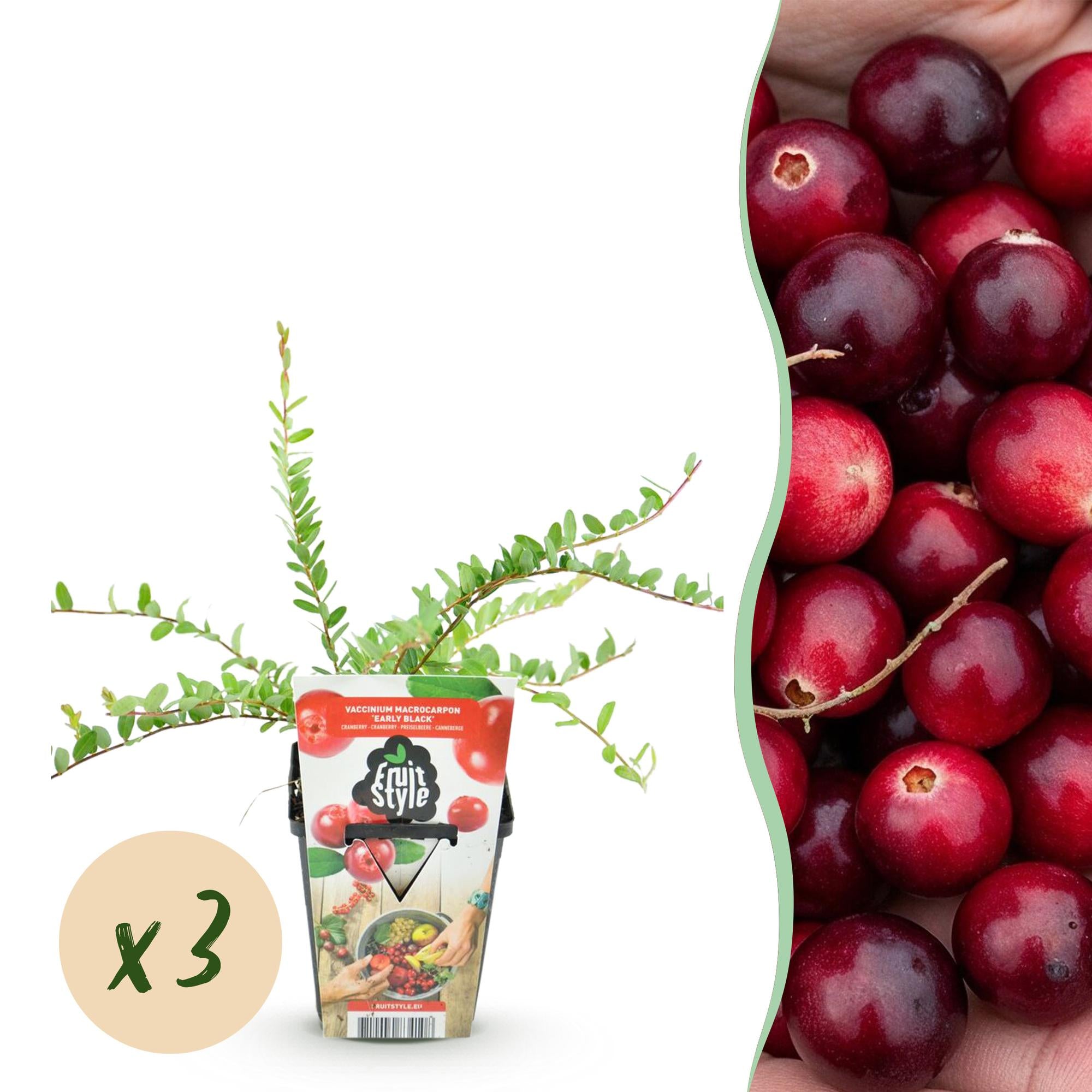 Fruitplanten - Blauwe Bes - Vaccinium macrophylla Early Black - Winterhard - 3 Planten - Pot 9 cm - Donker Rode  Bes