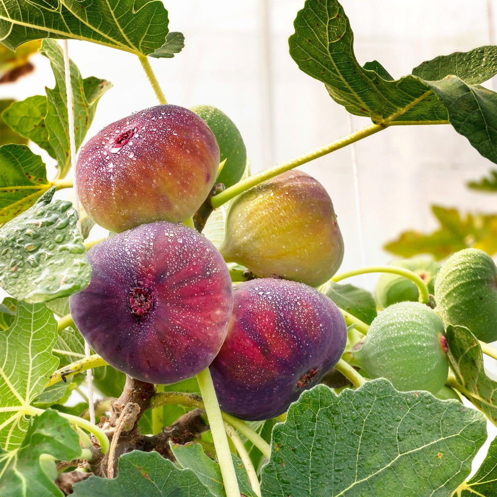 Fruitplant - Ficus carica Rouge de Bordeaux - Vijgenboom - Winterhard - Paarse Vrucht - 2 Planten - Pot 15cm - Hoogte 50cm