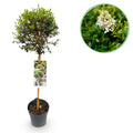 Plant op Stam - Ligustrum delavayanum - Terras Plant - Bladhoudend - Winterhard - Groen Blad - Pot 19cm Hoogte 90cm