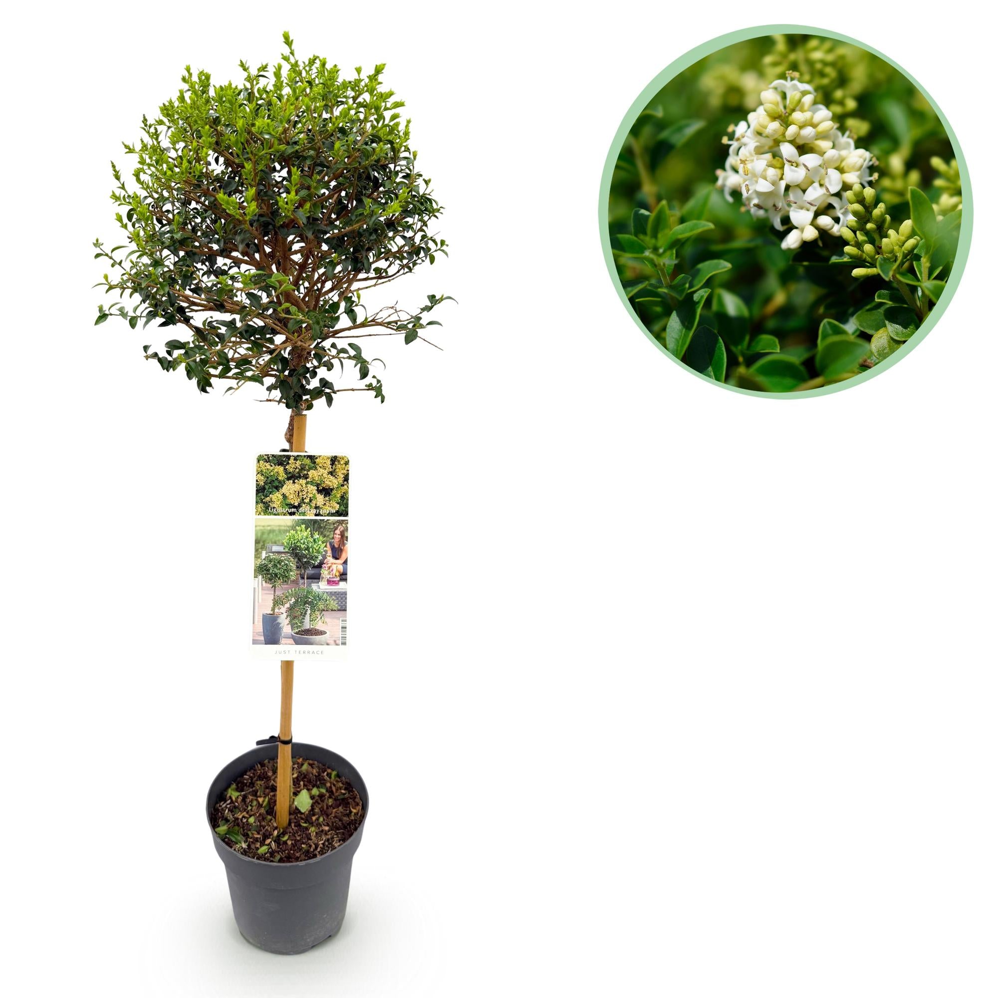 Plant op Stam - Ligustrum delavayanum - Terras Plant - Bladhoudend - Winterhard - Groen Blad - Pot 19cm Hoogte 90cm