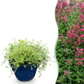 Vasteplant - Thymus praecox Red Carpet - KruipTijm - Geurend - Rood-Roze - 24 Planten - Pot 11cm - Hoogte 15-25cm