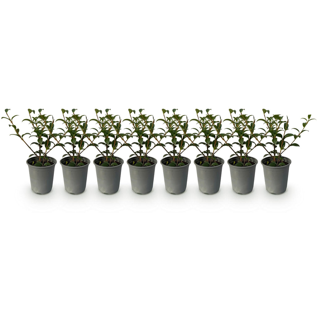 Haagplanten - Osmathus burkwoodii - blad groen - 8 planten - 1 strekkende meter - groenblijvend - pot 9cm hoogte 25-30cm