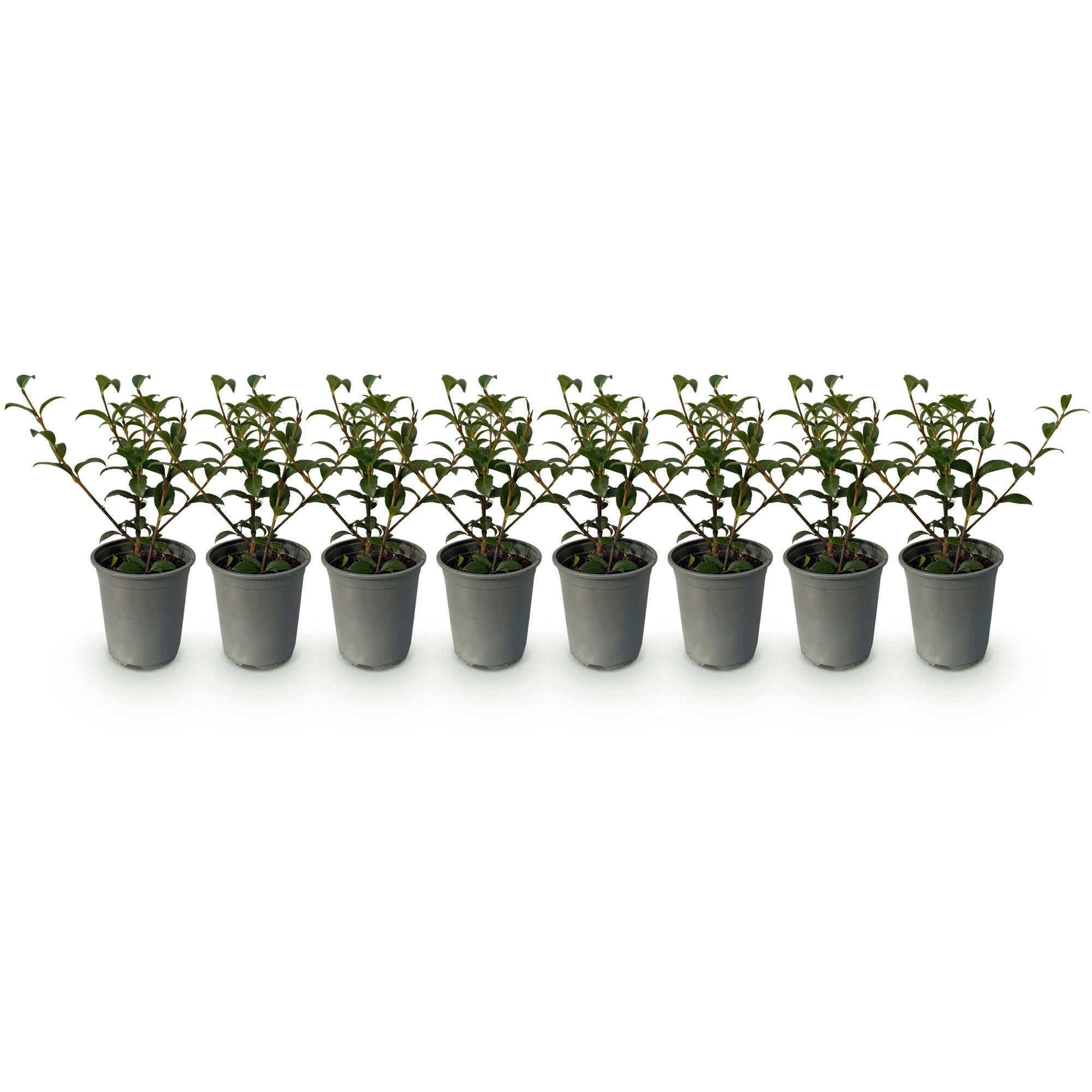 Haagplanten - Osmathus burkwoodii - blad groen - 8 planten - 1 strekkende meter - groenblijvend - pot 9cm hoogte 25-30cm