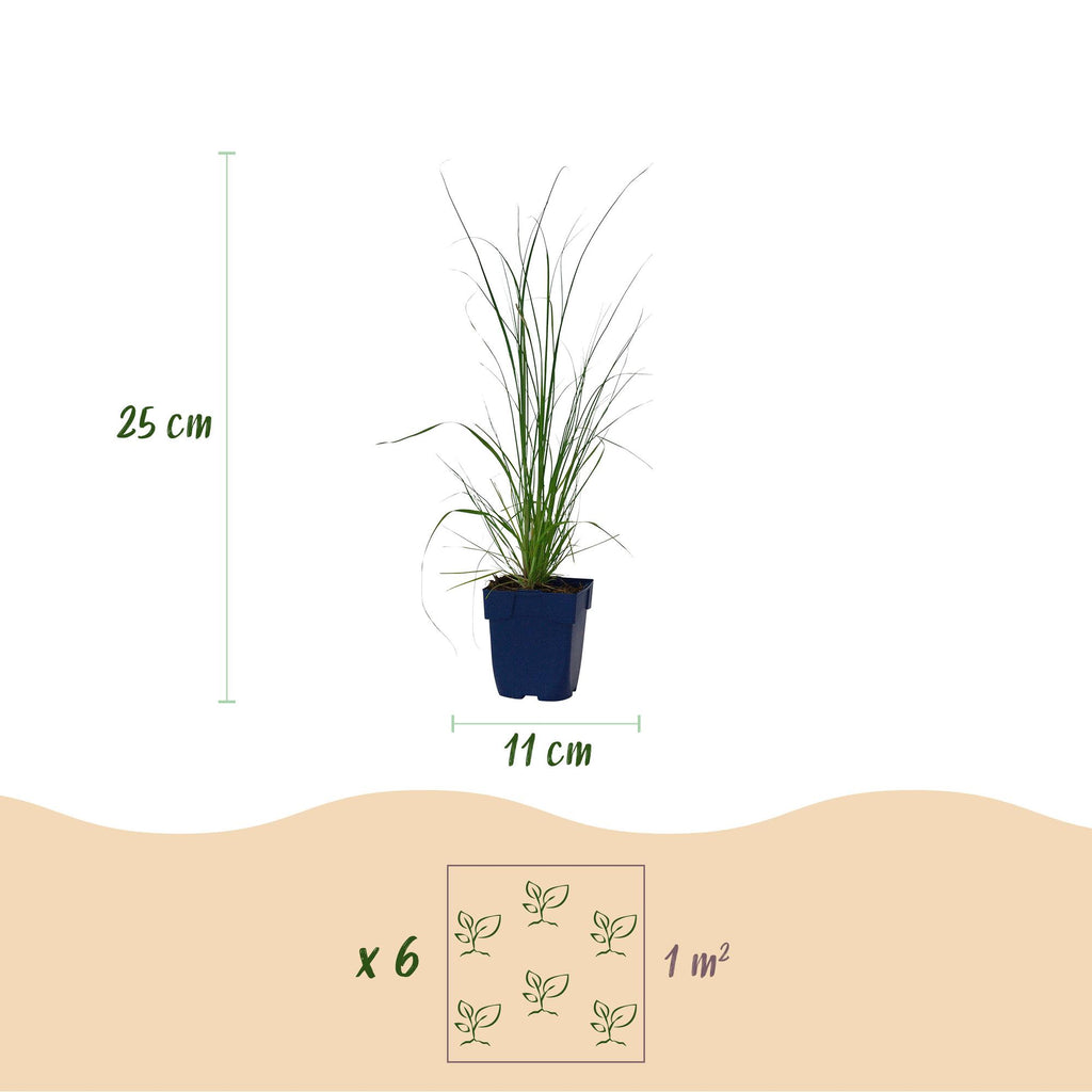 Grassen - Cortaderia sell. Pumila - Dwergpampasgras - Met Pluim - Grijs - 24 Planten - Pot 11cm - Hoogte 15-25cm