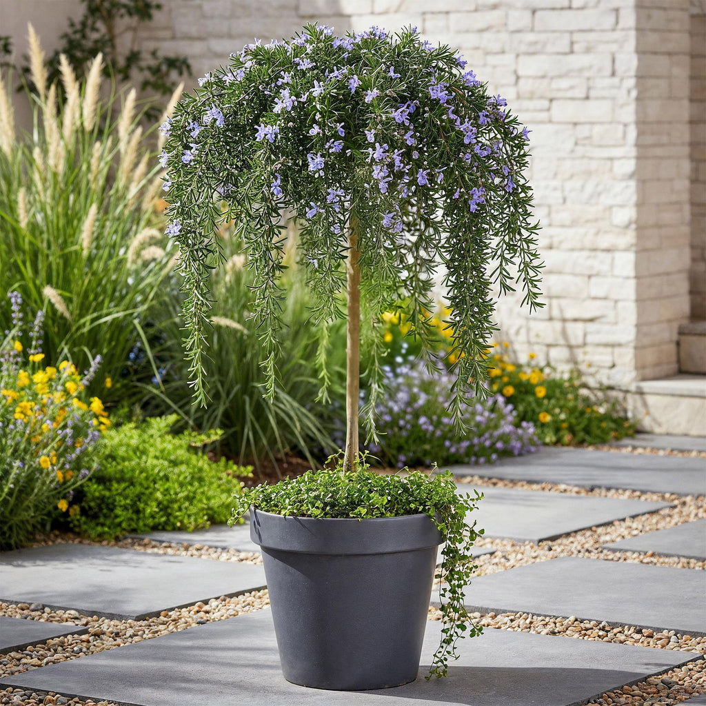 Plant op Stam - Rosmarinus officinalis Prostratus - Terras Plant - Bladhoudend - Winterhard -Paarse Bloem - Pot 19cm Hoogte 70 - 90cm