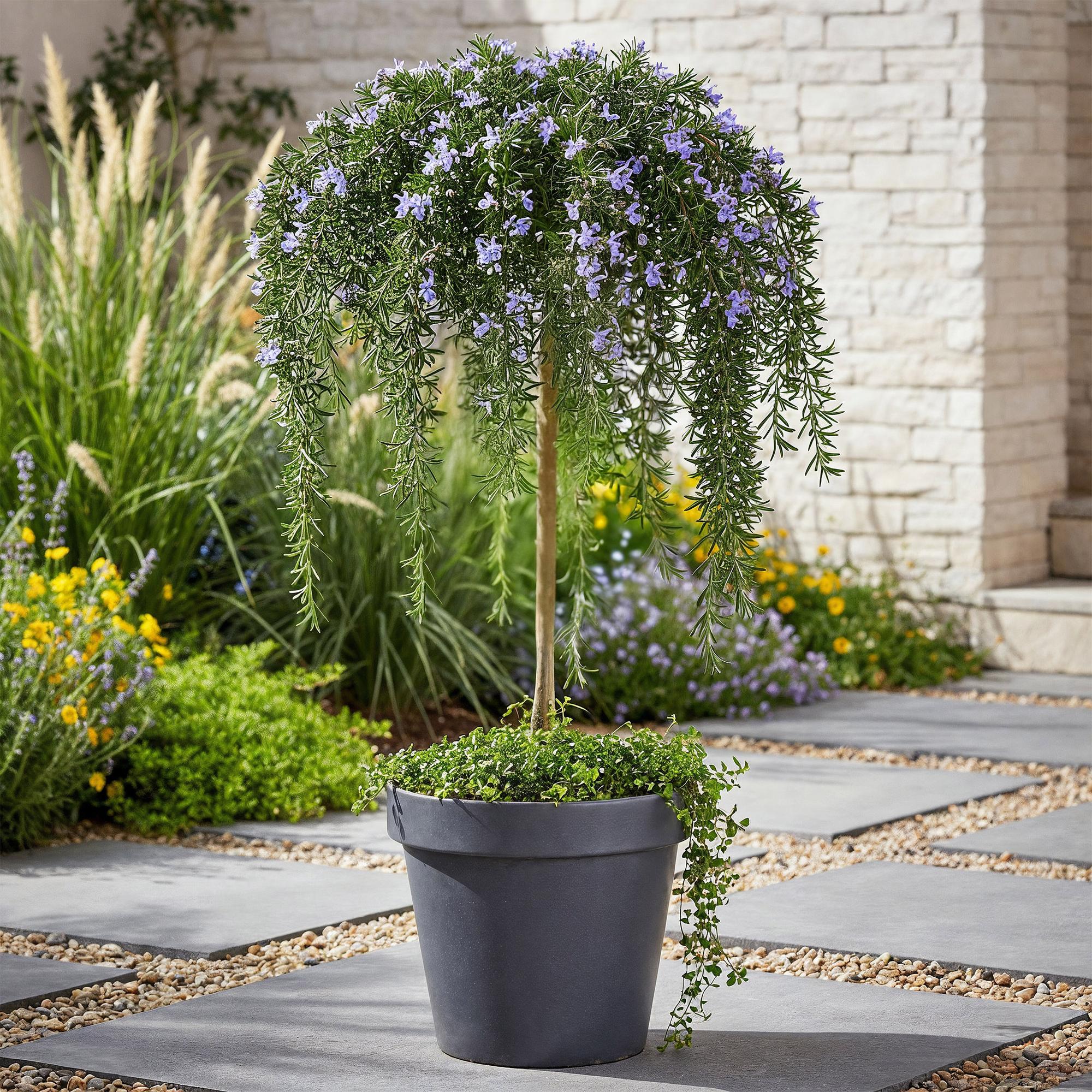 Plant op Stam - Rosmarinus officinalis Prostratus - Terras Plant - Bladhoudend - Winterhard -Paarse Bloem - Pot 19cm Hoogte 70 - 90cm
