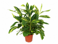 Alpinia Variegata - 90 cm