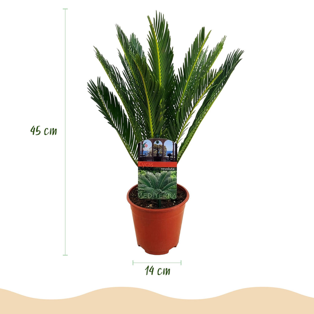 Kamerplant - Cycas revoluta - Palmvaren - Weinig onderhoud - Groen - 1 - Pot 15cm - Hoogte 45-55cm