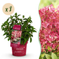 Tuinplant - Hydrangea panniculata Groundbreaker Ruby - Pluimhortensia - Winterhard - Rood - 8 Planten - Pot 14cm - Hoogte 20-25cm