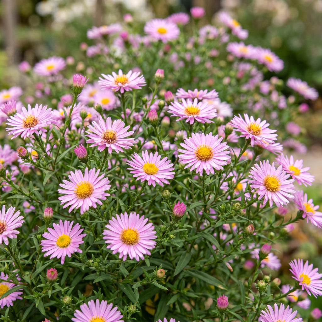 Vasteplant - Aster Wood's Pink - Pluimspirea - Bijen en Vlinderlokkers - Roze - 6 Planten - Pot 11cm - Hoogte 15-25cm