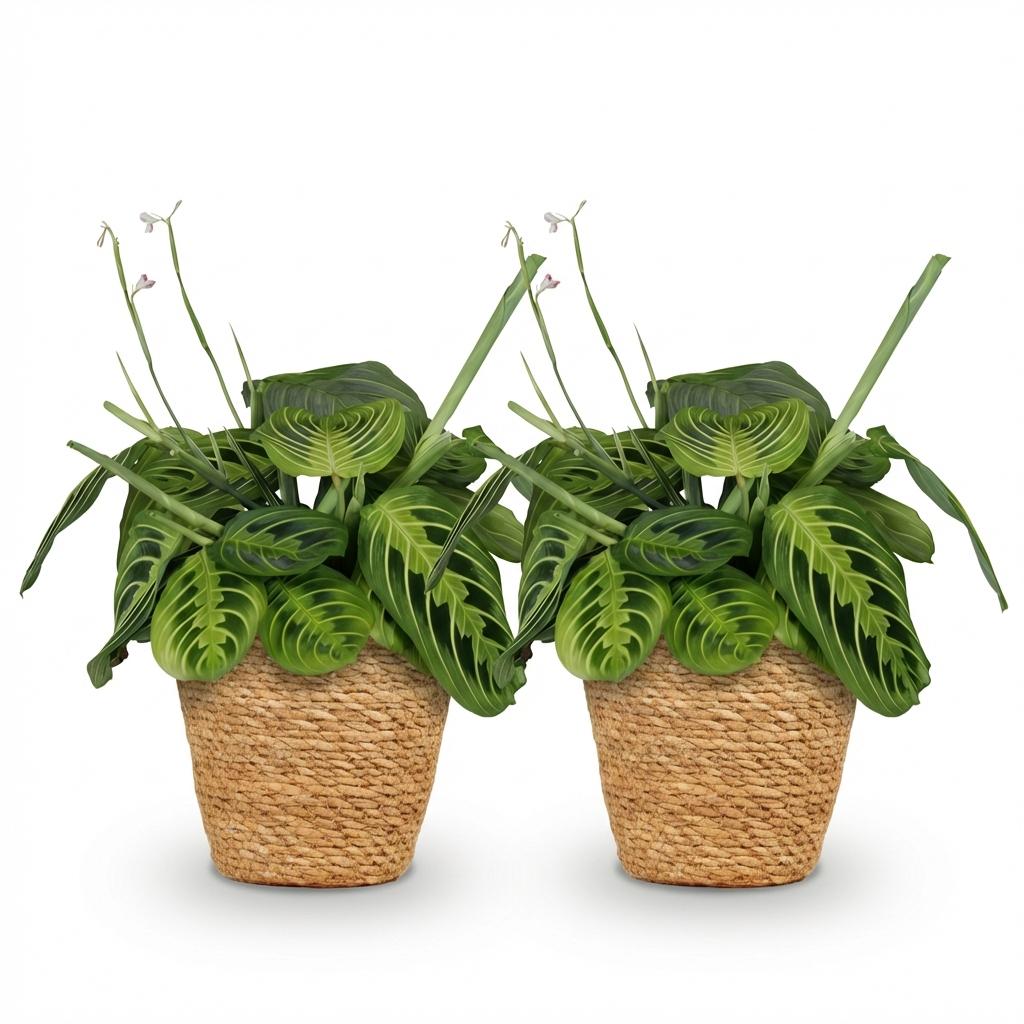 Kamerplant - Maranta Fascinator Lemon Lime - Gebedsplant - Huisdiervriendelijke Plant - Groen - 2 Planten - met Mand - Pot 12cm - Hoogte 25cm