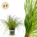 Kamerplant - Cyperus alternifolius Zumula - Kattengras - Huisdiervriendelijk - Groen - 4 Planten - Pot 12cm - Hoogte 28-30cm