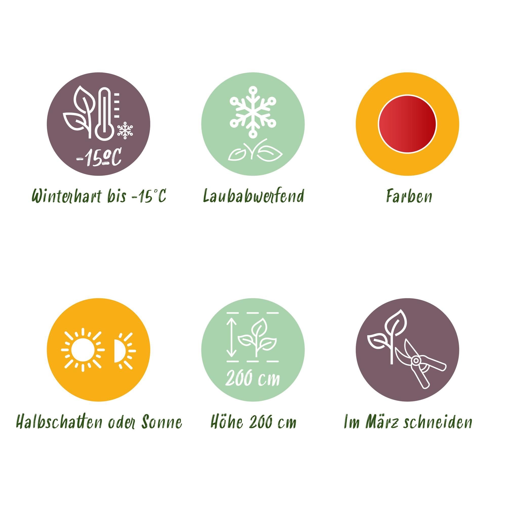 Tuinplant - Acer palmatum Beni-maiko - Rood - 3 Planten - Bladverliezend - Weinig Onderhoud - Pot 12cm Hoogte 35cm
