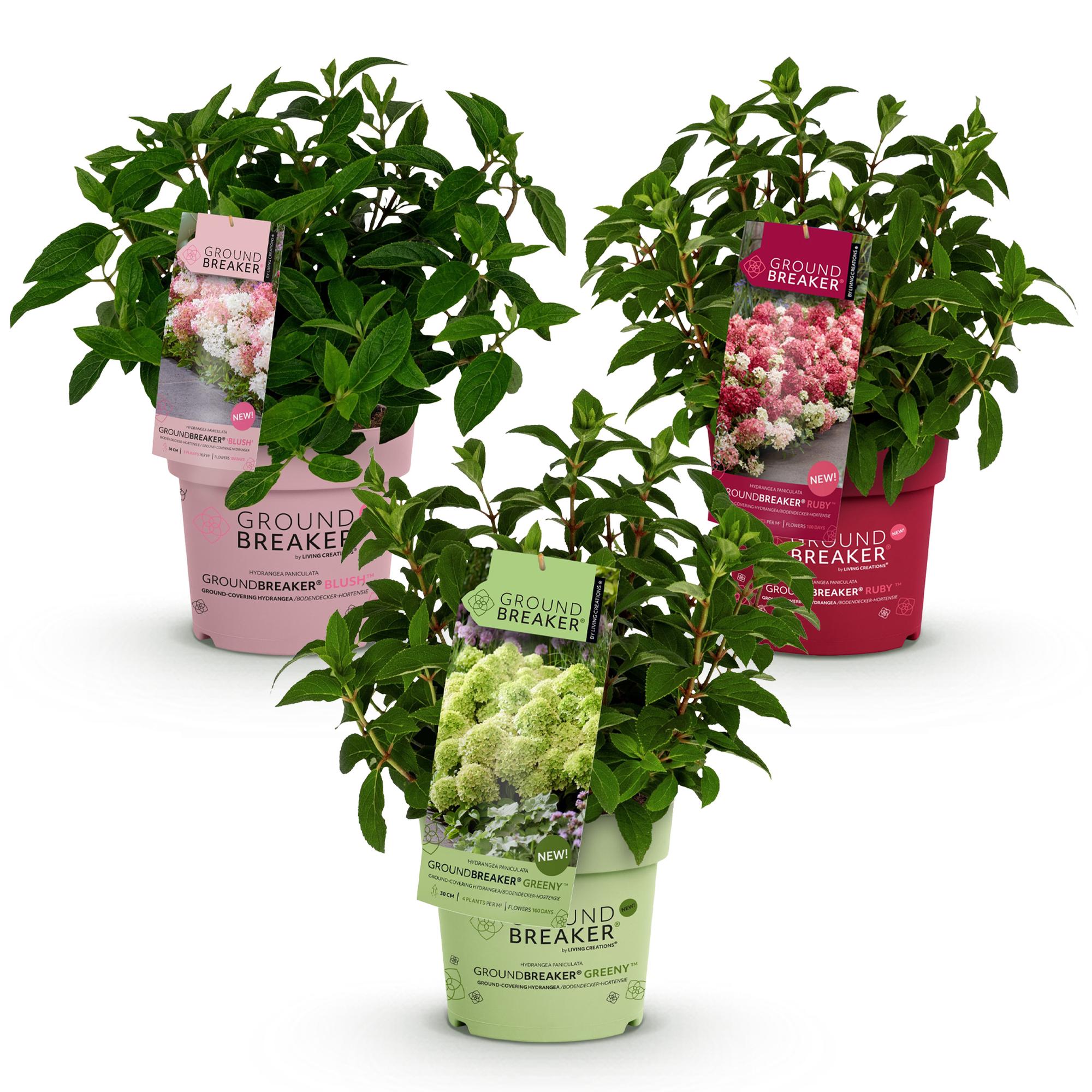 Tuinplant - Hydrangea panniculata Groundbreaker Blush -Greeny - Ruby - Pluimhortensia - Compact - Roze-Groen-Rood - 3 Planten - Pot 14cm - Hoogte 20-25cm