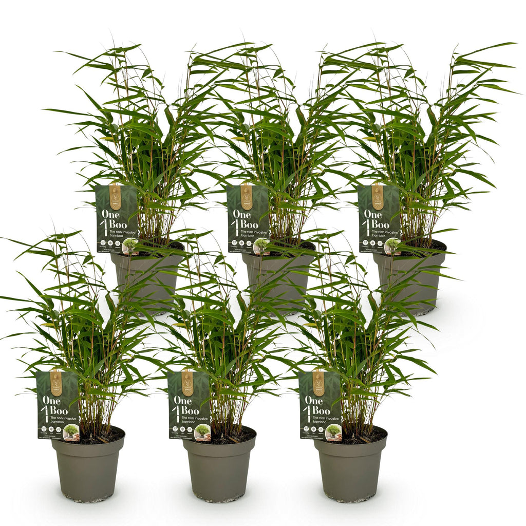 Bamboe - Fargesia Rufa - Bladhoudend - Niet Woekerend - Groen - 6 Planten - Pot 14cm - Hoogte 35cm