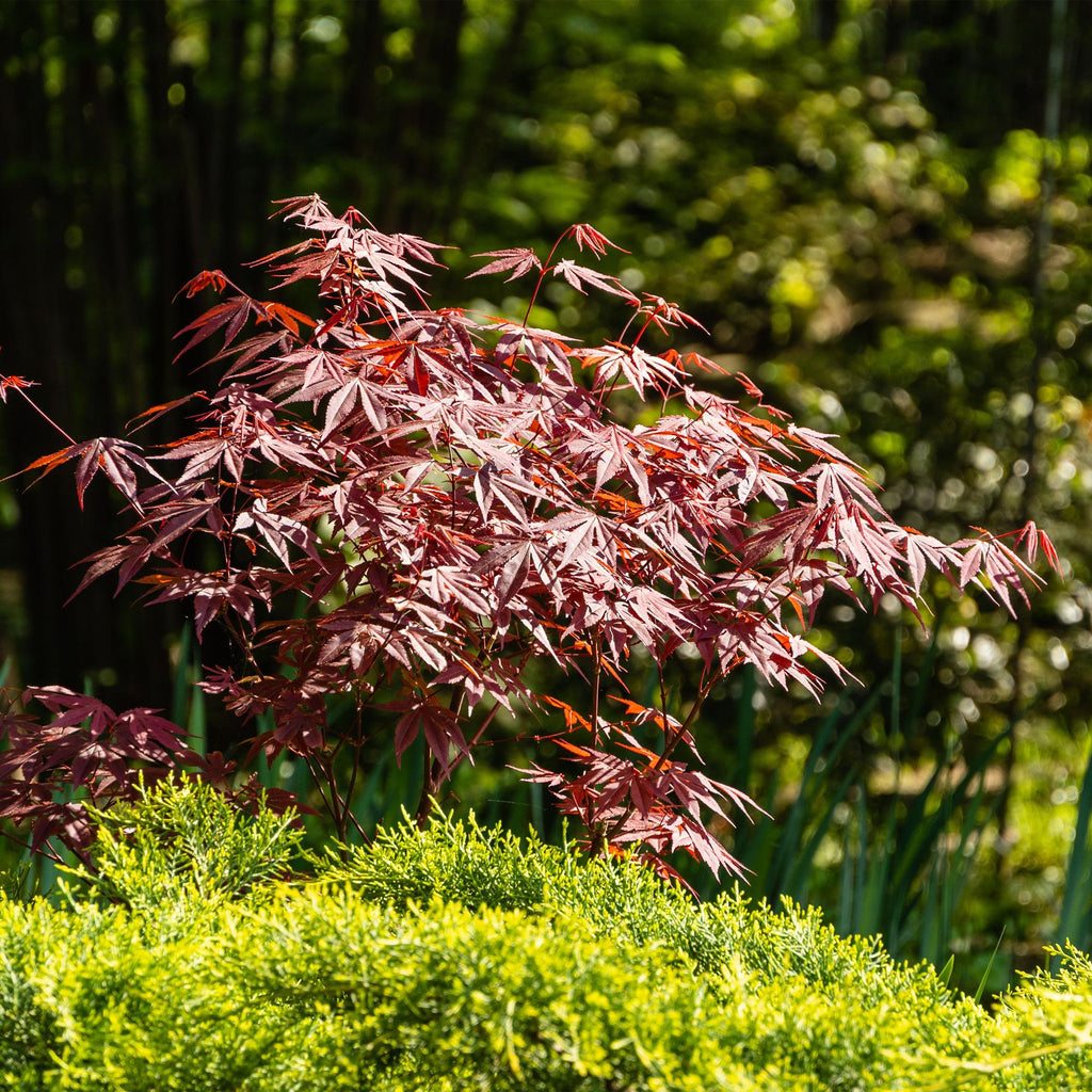 Terrasplant - Japanse Esdoorn - Acer palmatum Atropurpureum - Paars - 1 Plant - Bladverliezend - Pot 19cm Hoogte 70cm