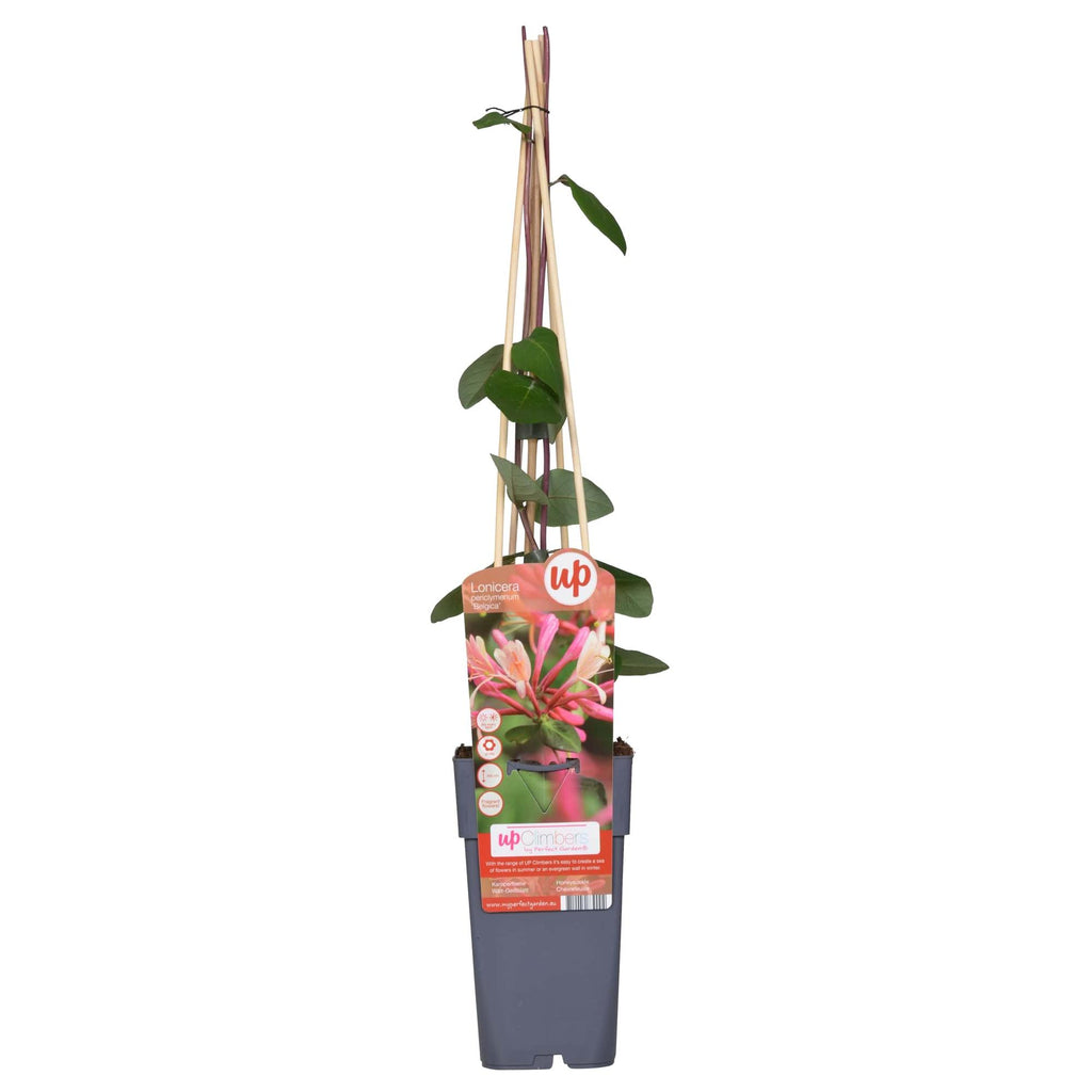 Lonicera periclymenum 'Belgica' - Ø15cm - ↕65cm