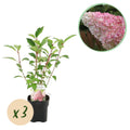 Pluim Hortensia - Hydrangea panniculata Vanille Fraise - Bloem Wit Roze  - 3 Planten 1 m2 - Bladverliezend - Grote Bloemen - Pot 17cm Hoogte 50cm