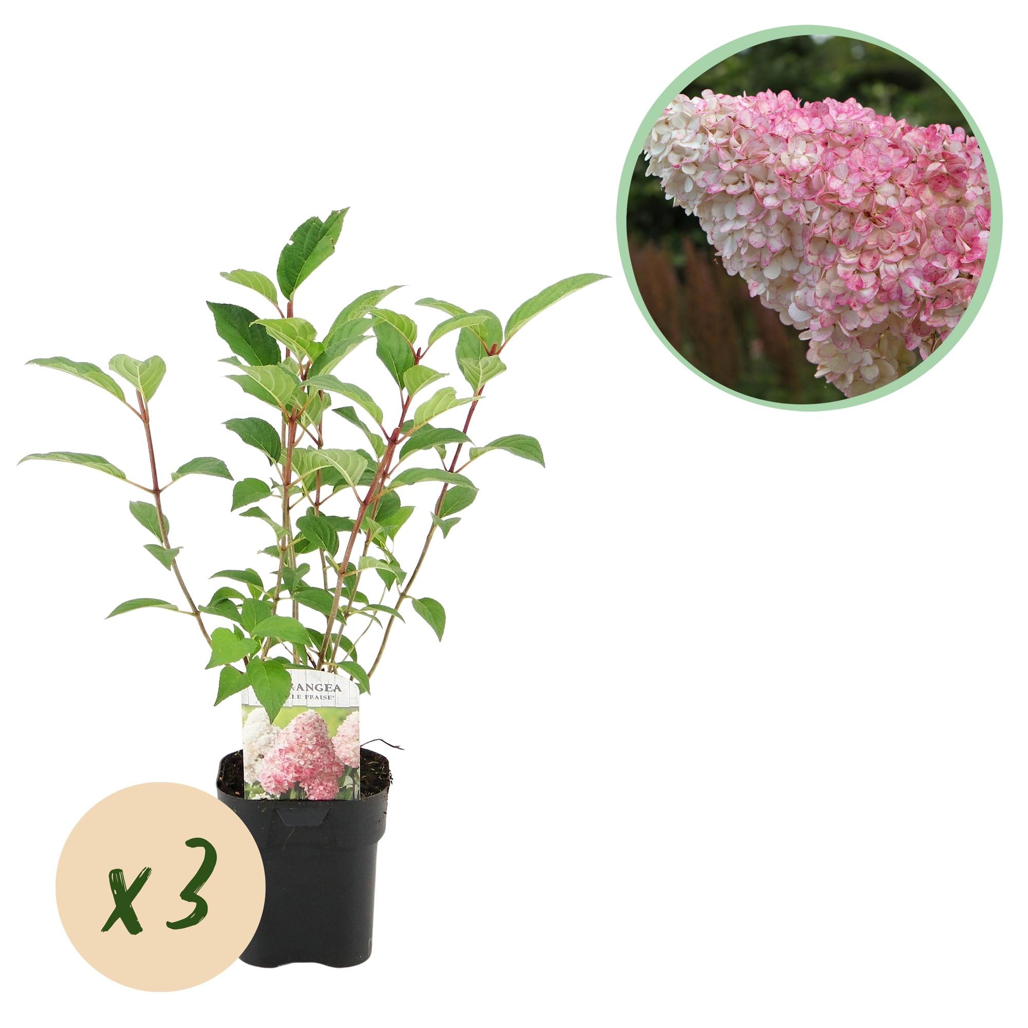 Pluim Hortensia - Hydrangea panniculata Vanille Fraise - Bloem Wit Roze  - 3 Planten 1 m2 - Bladverliezend - Grote Bloemen - Pot 17cm Hoogte 50cm