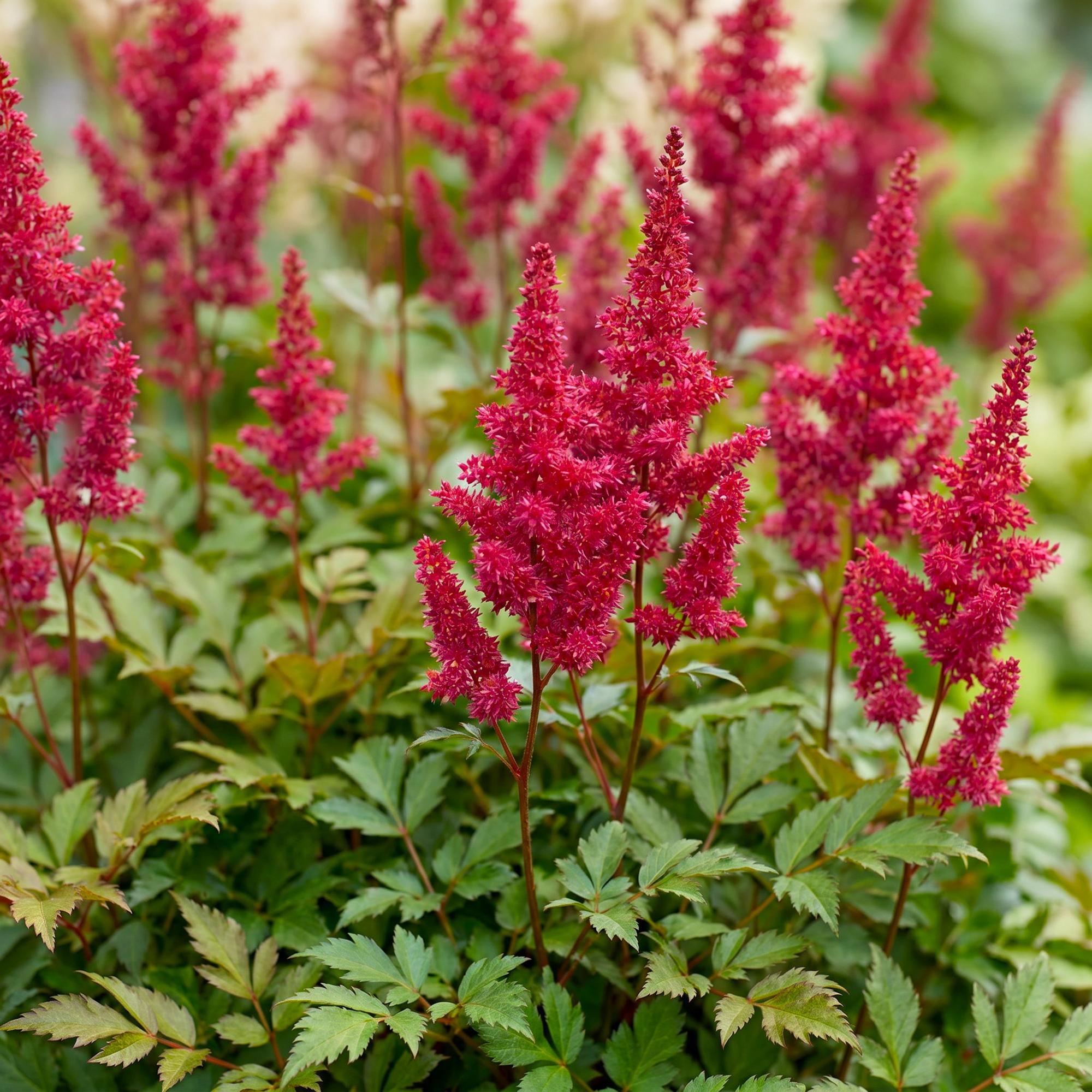 Vasteplant - Astilbe (A) Fanal - Pluimspirea - Schaduw - Rood - 24 Planten - Pot 11cm - Hoogte 15-25cm