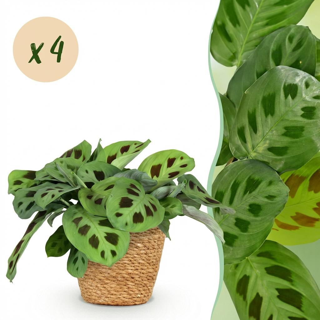 Kamerplant - Maranta Fascinator Kerchoveana - Zebraplant - Huisdiervriendelijke Plant - Groen - 4 Planten - met Mand - Pot 12cm - Hoogte 25cm