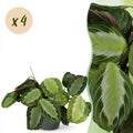 Kamerplant - Maranta Fascinator Silverband - Gebedsplant - Huisdiervriendelijke Plant - Groen - 4 Planten - met Potter Grijs - Pot 12cm - Hoogte 25cm