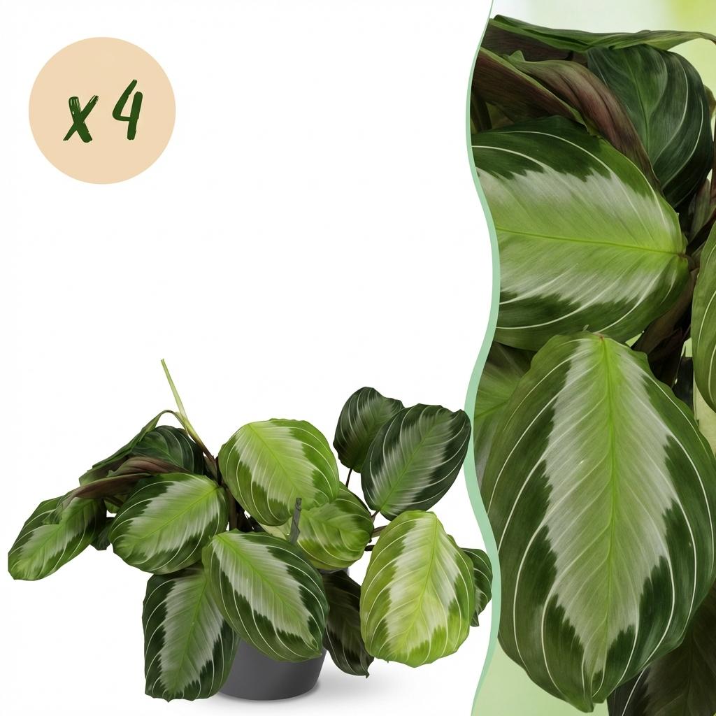 Kamerplant - Maranta Fascinator Silverband - Gebedsplant - Huisdiervriendelijke Plant - Groen - 4 Planten - met Potter Grijs - Pot 12cm - Hoogte 25cm