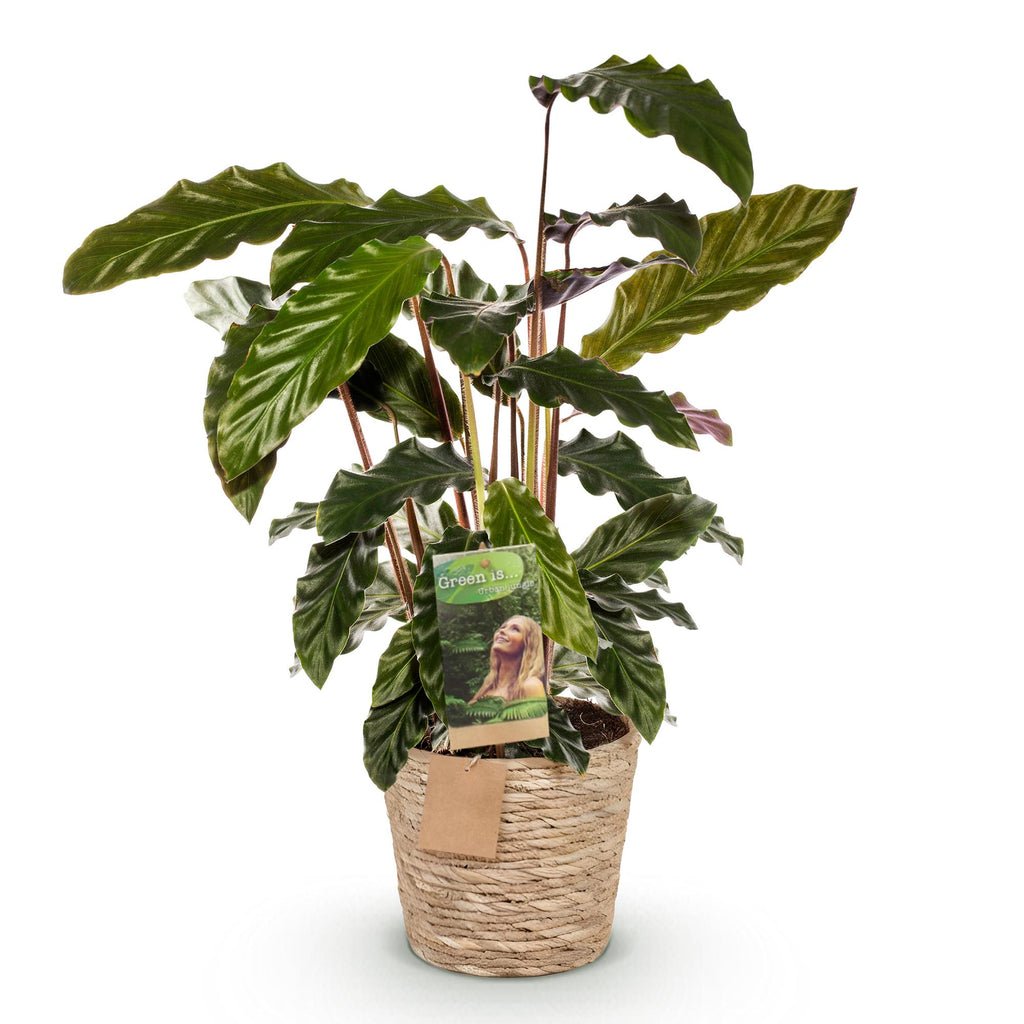 Green is... Kamerplanten - Calathea Rufibarba - Pauwen plant - Weinig onderhoud - met mand - Groen - 1 Plant - Pot 17cm - Hoogte 55-60cm