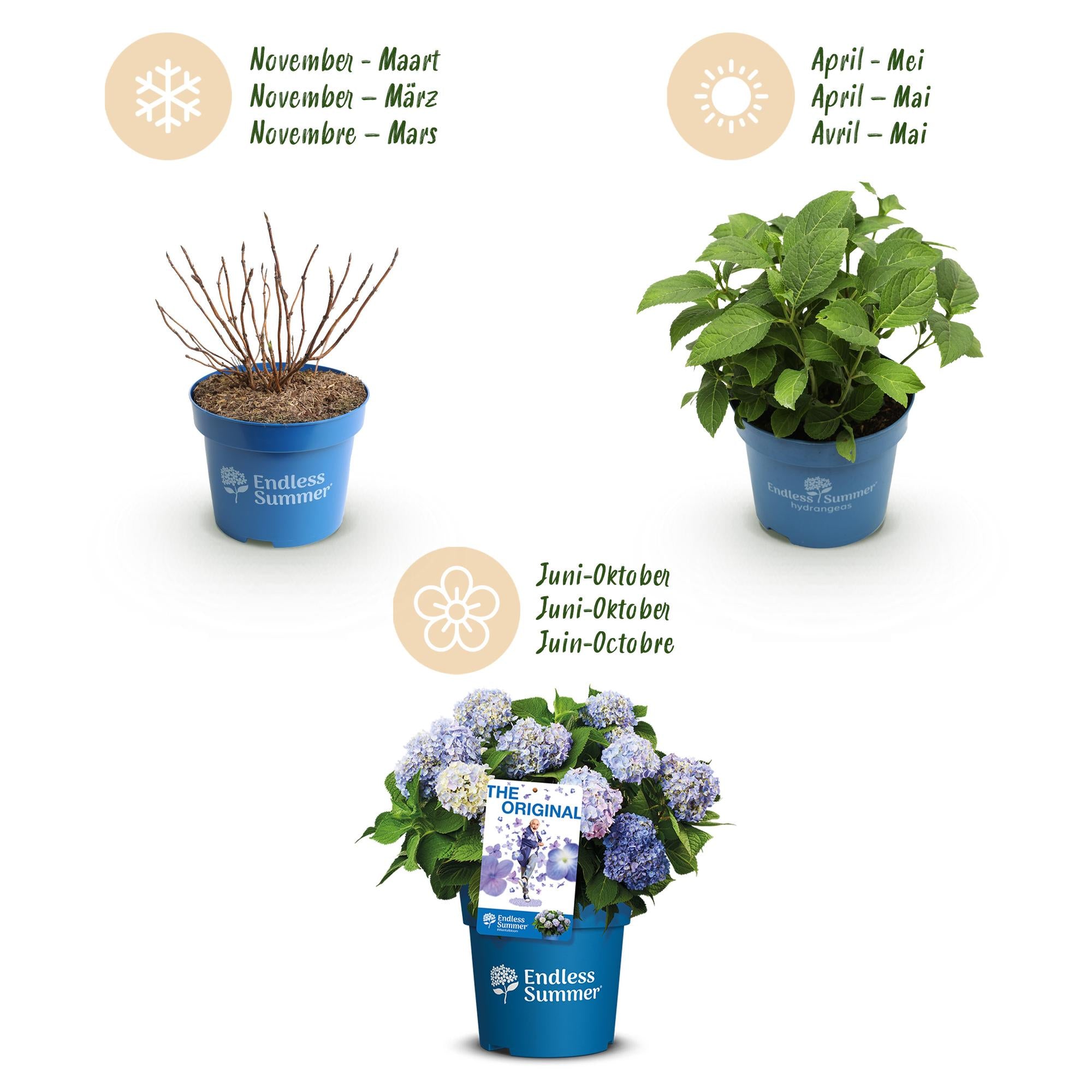 Tuinplant - Hydrangea Endles Summer The Orginal Blue - Hortensia - Winterhard - Blauw - 1 Plant - Pot 14cm - Hoogte 20-25cm