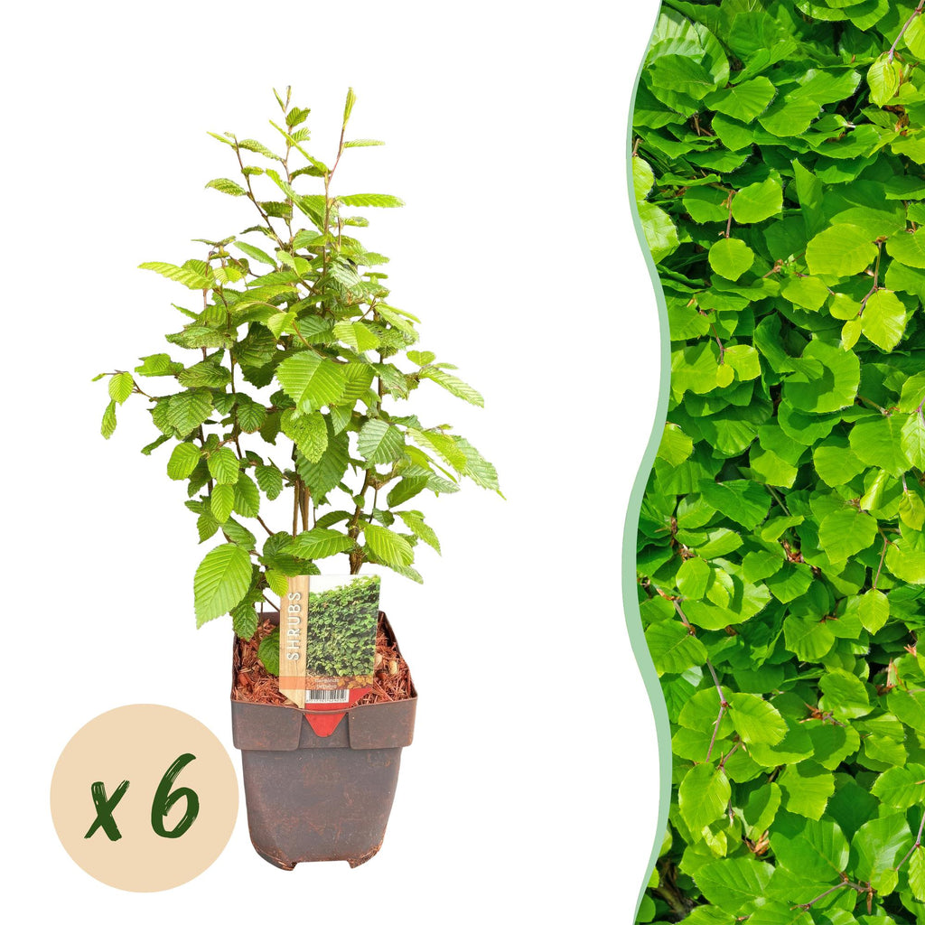 Haagplanten - Carpinus betulus -  blad groen - 6 planten - 1 strekkende meter - bladverliezend - pot 17cm hoogte 55cm