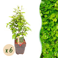 Haagplanten - Carpinus betulus -  blad groen - 6 planten - 1 strekkende meter - bladverliezend - pot 17cm hoogte 55cm