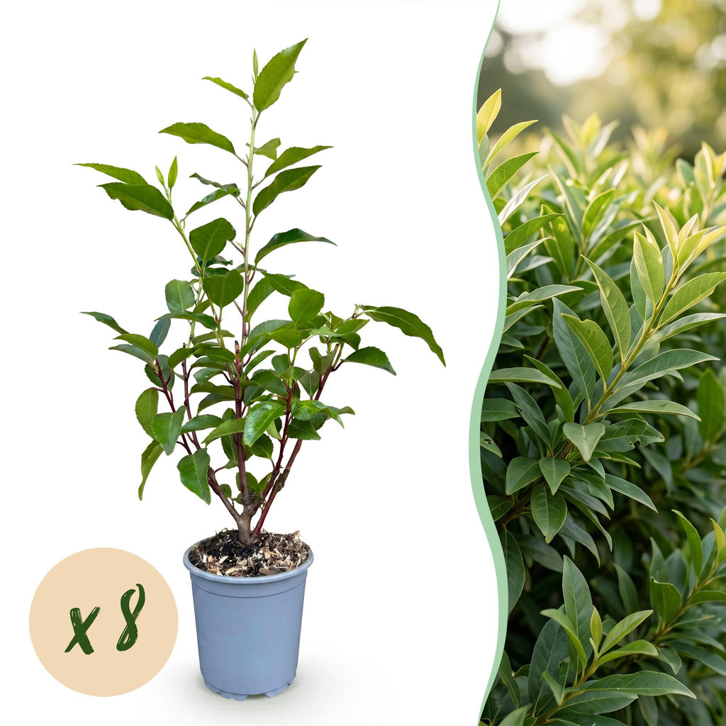 8x Prunus lusitanica Angustifolia - Portugese Laurier - Haagplanten - Groenblijvend - Groen - Pot 9cm - Hoogte 25-35cm
