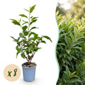 8x Prunus lusitanica Angustifolia - Portugese Laurier - Haagplanten - Groenblijvend - Groen - Pot 9cm - Hoogte 25-35cm
