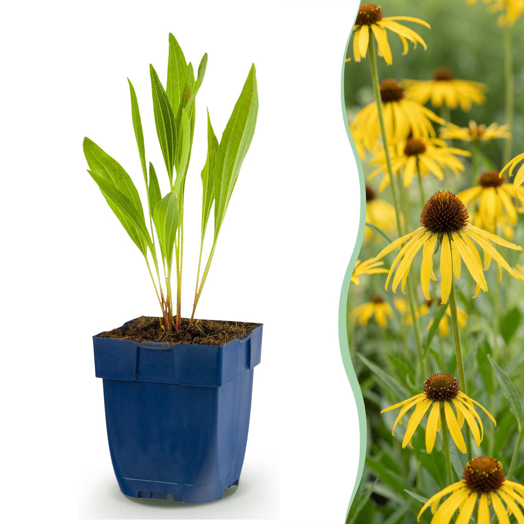 Vasteplant - Echinacea paradoxa - Zonnehoed - Bijen- en vlinderlokkers - Geel - 12 Planten - Pot 11cm - Hoogte 15-25cm