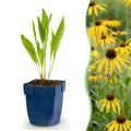 Vasteplant - Echinacea paradoxa - Zonnehoed - Bijen- en vlinderlokkers - Geel - 12 Planten - Pot 11cm - Hoogte 15-25cm
