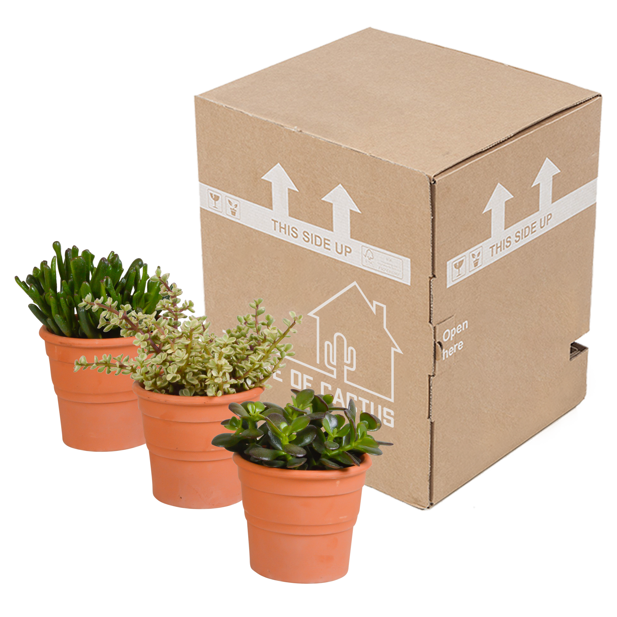 Crassula mix 10,5 cm - 3x - in terracotta pot