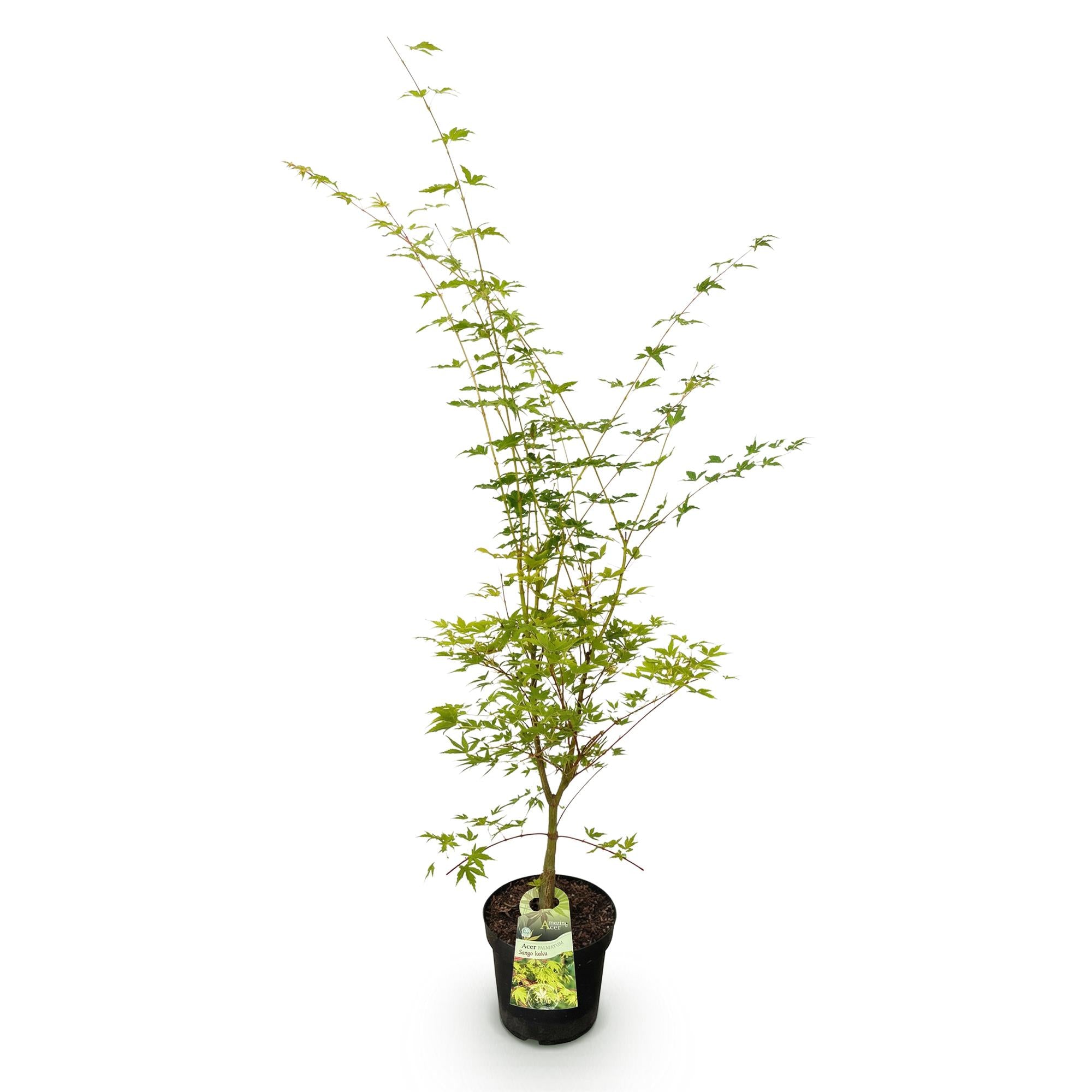 Tuinplant - Acer palmatum Sangokaku - Japanse Esdoorn - Bladverliezend - Groen - 1 - Pot 26cm - Hoogte 90cm