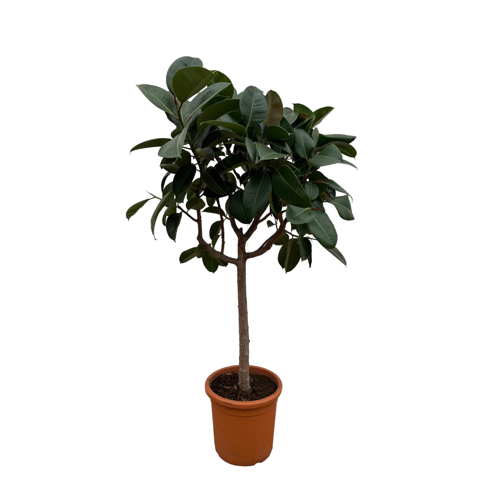 Ficus Elastica Robusta op stam - 190 cm -  ø35-40cm