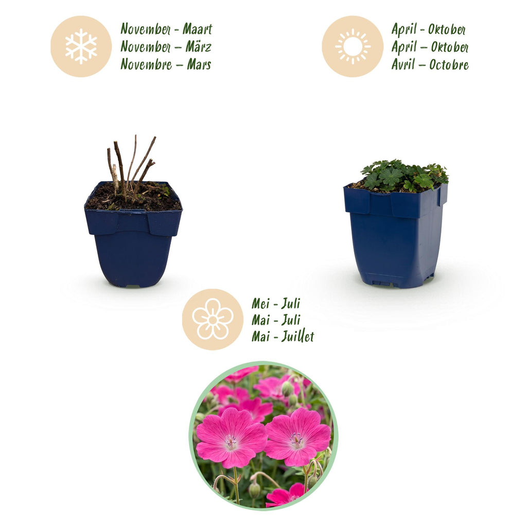 Vasteplant - Geranium sang. Max Frei - Ooievaarsbek - Bodembedekkend - Roze - 1 Plant - Pot 11cm - Hoogte 15-25cm